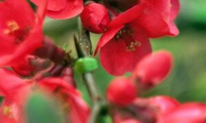 Японська айва в саду, посадка, догляд і фото композицій