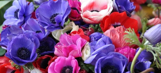 Анемона в саду: види та поради з догляду (фото сортів)