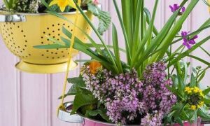 Клумби та квітники, оформлені своїми руками з підручних матеріалів (40 фото)