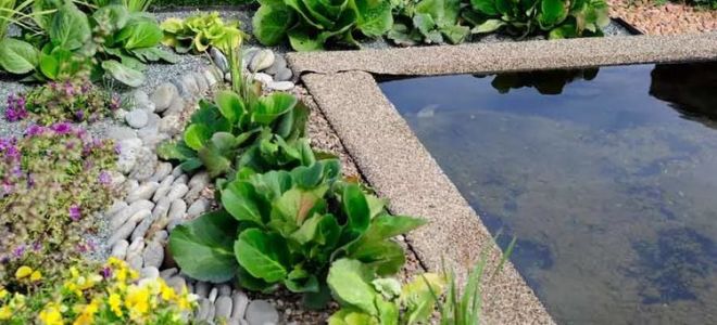 Как подобрать растения для водоема на даче?
