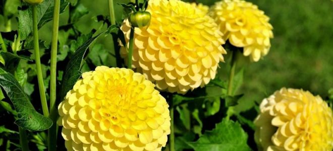Желтые многолетние и однолетние цветы для клумбы