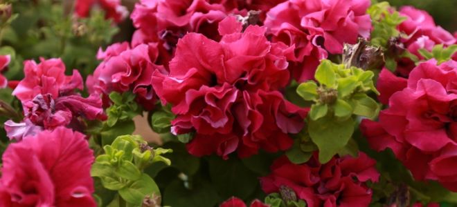 Махровые петунии на клумбе, фото сортов