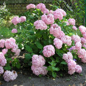 Гортензия крупнолистная: особенности выращивания и фото сортов