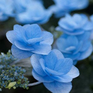 Гортензия крупнолистная: особенности выращивания и фото сортов