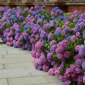 Гортензия крупнолистная: особенности выращивания и фото сортов