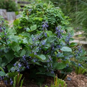 Как вырастить клематисы из семян, советы по уходу