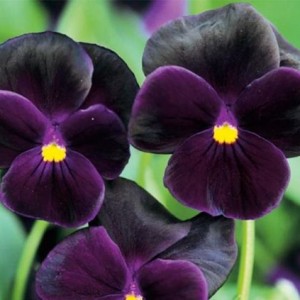 Выращивание виолы из семян, способы и рекомендации