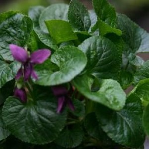 Выращивание виолы из семян, способы и рекомендации
