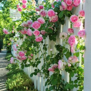 Из чего сделать красивый забор для палисадника своими руками (фото)