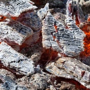 Борьба с личинками майского жука на даче