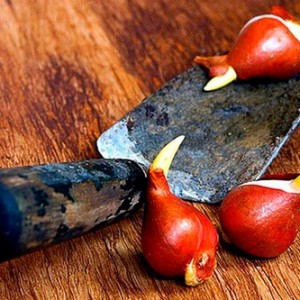 Осенняя посадка и уход за тюльпанами в открытом грунте
