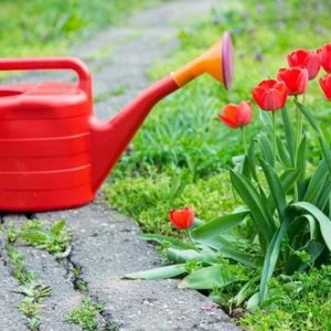 Осенняя посадка и уход за тюльпанами в открытом грунте