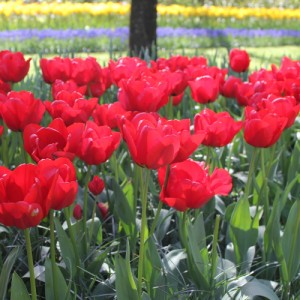 Классификация тюльпанов и крупнейшие сорта