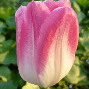 Классификация тюльпанов и крупнейшие сорта