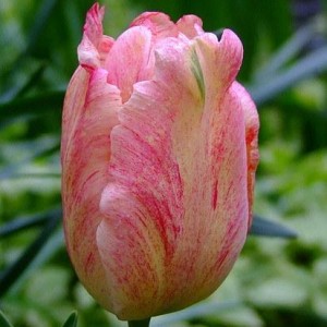 Классификация тюльпанов и крупнейшие сорта