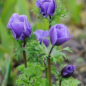 Анемона в саду: виды и советы по уходу (фото сортов)
