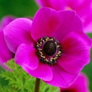 Анемона в саду: виды и советы по уходу (фото сортов)
