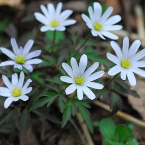 Анемона в саду: виды и советы по уходу (фото сортов)