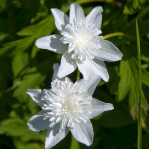 Анемона в саду: виды и советы по уходу (фото сортов)