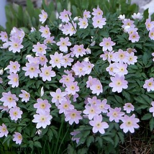 Анемона в саду: виды и советы по уходу (фото сортов)