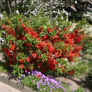 Японская айва в саду, посадка, уход и фото композиций
