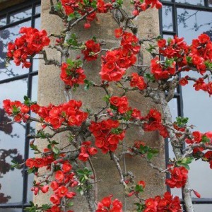 Японская айва в саду, посадка, уход и фото композиций