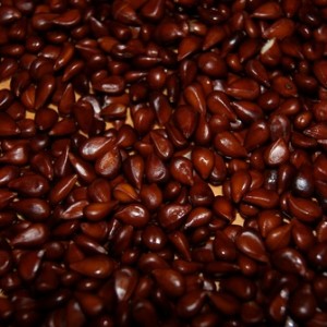 Японская айва в саду, посадка, уход и фото композиций