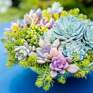 Подходящие ампельные цветы для кашпо и вазонов (названия и фото)