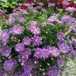 Как сажать и ухаживать за брахикомой, фото композиций