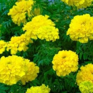 Как сделать красивую клумбу с бархатцами