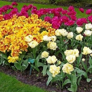 Клумбы из тюльпанов: организация и уход