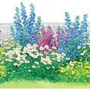 Многолетние цветы на клумбе с фото, названиями и схемами