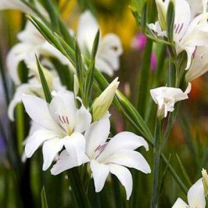 Когда и как сажать гладиолусы весной в открытый грунт и как ухаживать в дальнейшем
