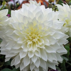 Георгина Fleurel (Флёр)